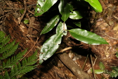 Actephila mooreana