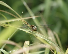 Aphylla angustifolia