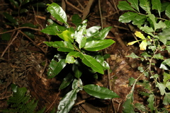 Actephila mooreana