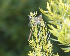 Aphylla angustifolia