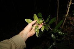 Actephila mooreana