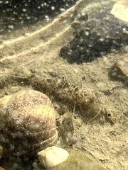 Crangon septemspinosa