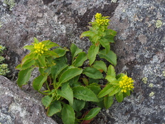 Solidago spithamaea