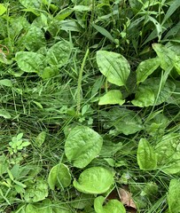 Plantago asiatica