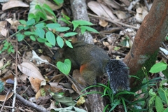 Dremomys pyrrhomerus