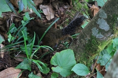 Dremomys pyrrhomerus