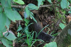 Dremomys pyrrhomerus