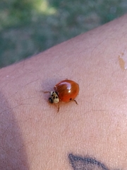Harmonia axyridis