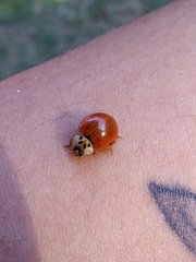 Harmonia axyridis