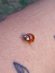 Harmonia axyridis