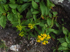 Solidago spithamaea
