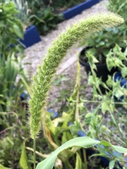 Setaria italica