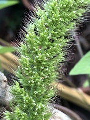 Setaria italica