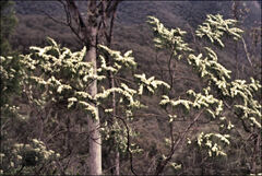 Myoporum floribundum