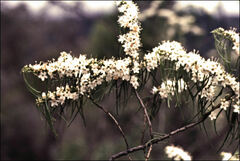 Myoporum floribundum
