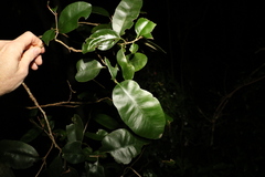 Amorphospermum antilogum