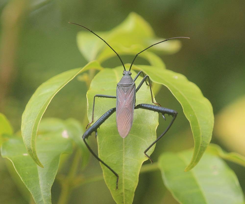 Nhato Insect Notobitus from Tano Maero, Betong District, Yala 95110, Thailand on ...