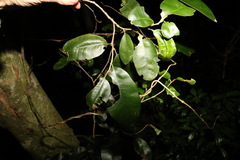 Amorphospermum antilogum