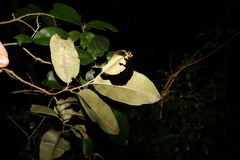 Amorphospermum antilogum