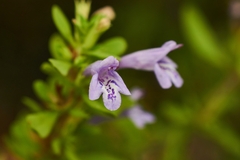 Clinopodium chilense