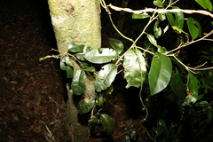 Amorphospermum antilogum