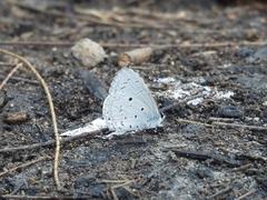 Celastrina lavendularis