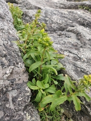 Solidago spithamaea