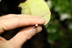 Amorphospermum antilogum