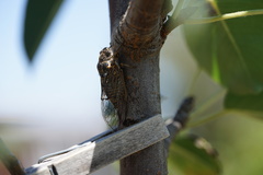 Clidophleps wrighti