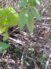 Stenocercus santander