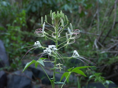 Tarenaya longicarpa