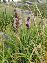 Liatris helleri