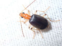 Brachinus adustipennis