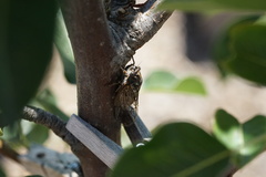 Clidophleps wrighti