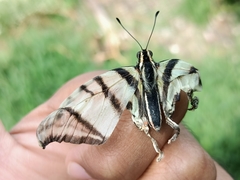 Protographium epidaus fenochionis