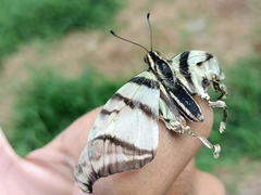 Protographium epidaus fenochionis