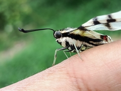 Protographium epidaus fenochionis