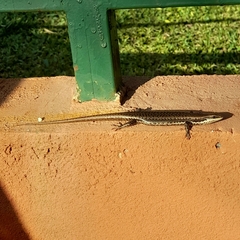 Notomabuya frenata