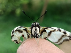 Protographium epidaus fenochionis