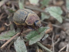Phyllophaga lanceolata