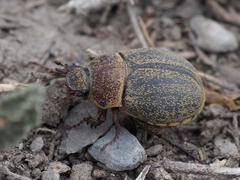 Phyllophaga lanceolata