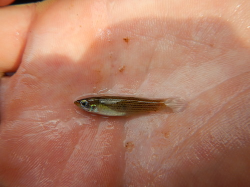 Western starhead topminnow (Fundulus blairae) — Fundulidae — 3