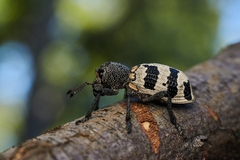 Aegorhinus phaleratus