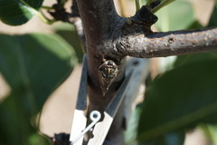 Clidophleps wrighti