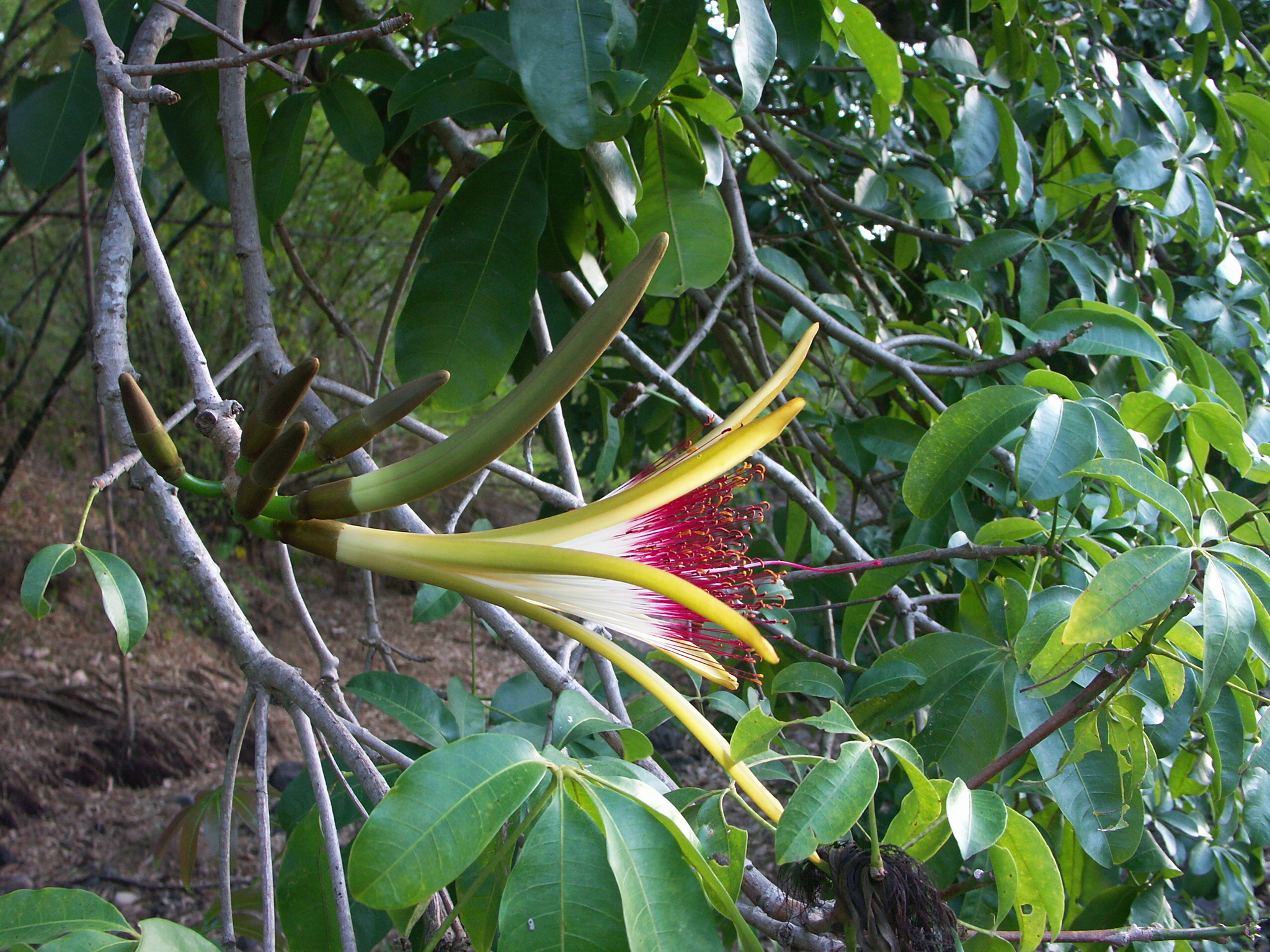 Pachira aquatica
