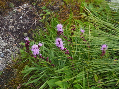 Liatris helleri