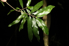 Atractocarpus chartaceus