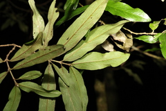 Atractocarpus chartaceus