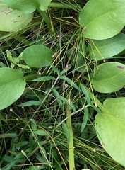 Eleocharis tuberculosa