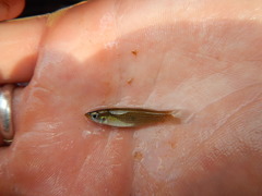 Fundulus blairae